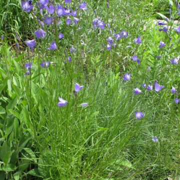 Harebell