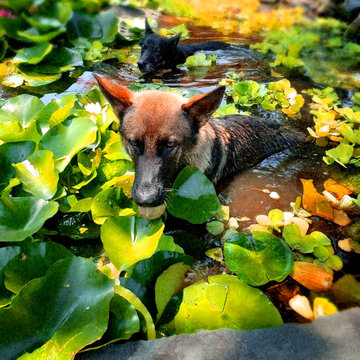 Bringing The Waterfront To Your Property