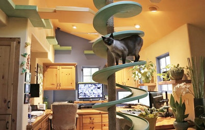 Incredible Home Catwalks Make for Purr-fectly Happy Cats