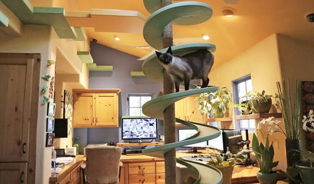 Incredible Home Catwalks Make for Purr-fectly Happy Cats