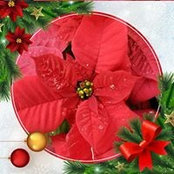 Diane Benge's photo