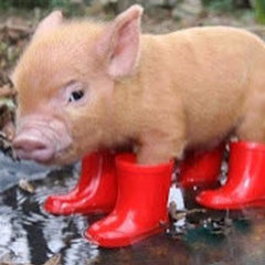 The Truffle Pig
