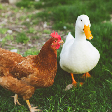 My Houzz: An Urban Farm and Animal Haven in the City
