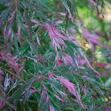 japanese maples