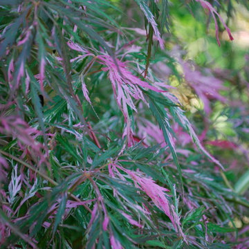 Favorite Plants and Cool Stuff