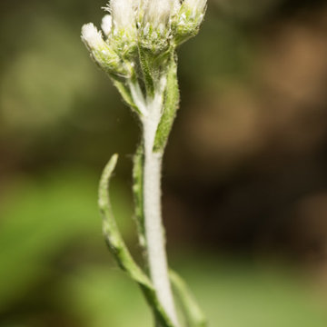 Great Design Plant: Antennaria neglecta