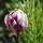karen_moore16
