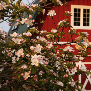 Spring Blossoms and Red Barn at Rosemound Farm, Oregon