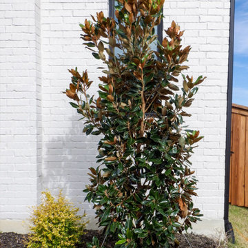 Flowering Trees & Shrubs
