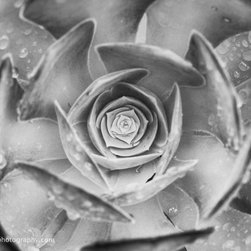 Hypnotic Succulent - Photographs