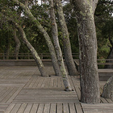 keep the myrtle tree