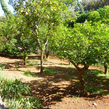 Mediterranean Garden