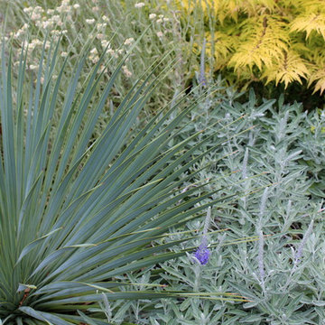 Portland urban front garden