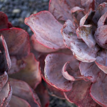 plants