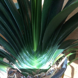 Clivia - Products