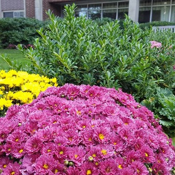 Fall Decor