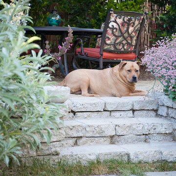 Puppy Perch