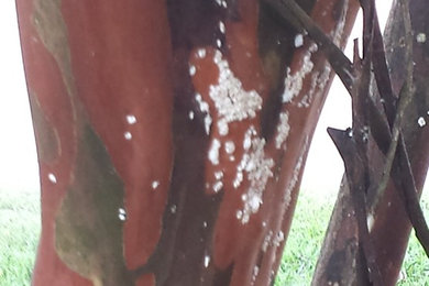 Crape Myrtle Bark Scale