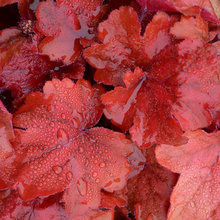 Favorite Landscape Plants