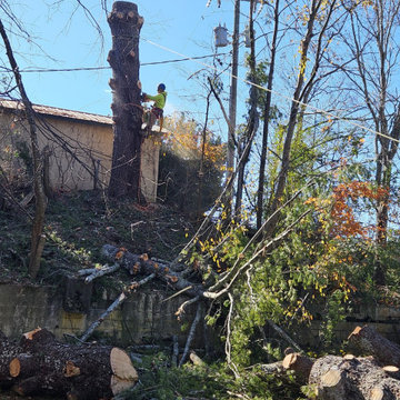 Tree Services