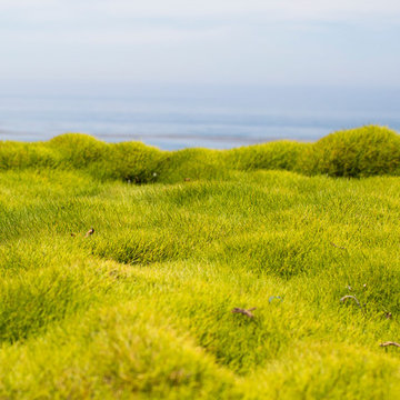 Malibu Drought Tolerant Hillside Oasis