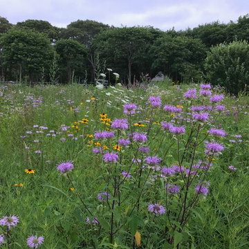 Osterville Wild Flower Meadow