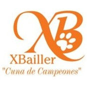 Bichon XBailler's photo