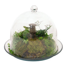 Terrariums