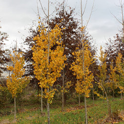 Fall Color Fun - Products