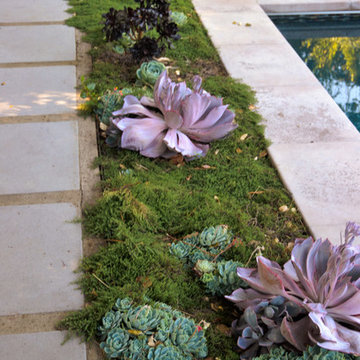 Geometry Overgrown: a Modern Pool & Landscape