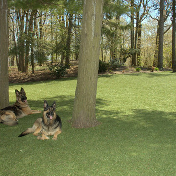 Large Yard for Dogs