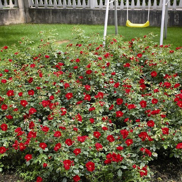 foto rose 2015