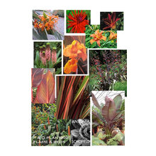Garden patio & pot plants