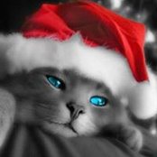 Kriss Morrows foto
