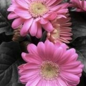Debbie Prichardさんの写真