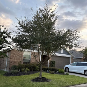 Tree Services in Tomball, TX