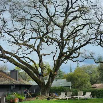Greenview Tree Care