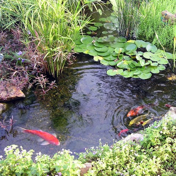 Ecosystem Ponds, Water Garden Ideas for Your Austin, Central Texas Landscape
