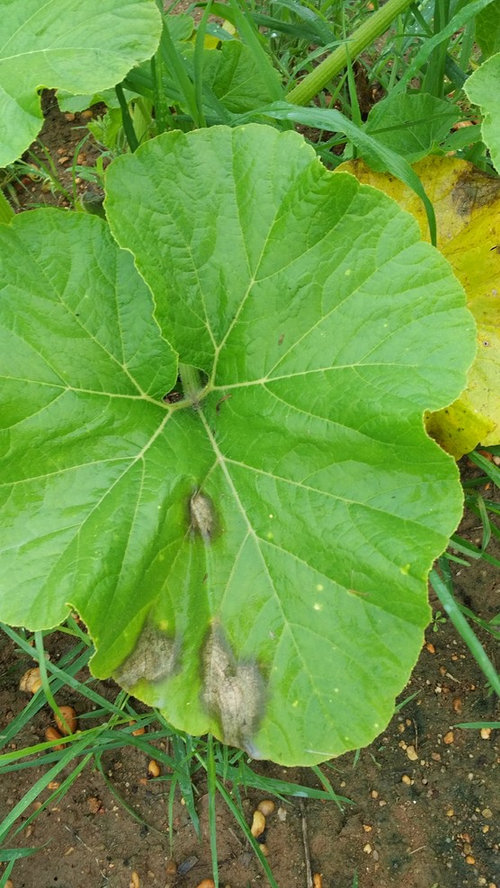 Squash disease