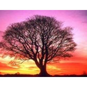 Terri Lambert's photo