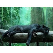 Vlad Goga's photo