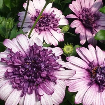 Flower Selection