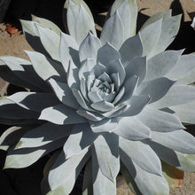 Landscape Ideas