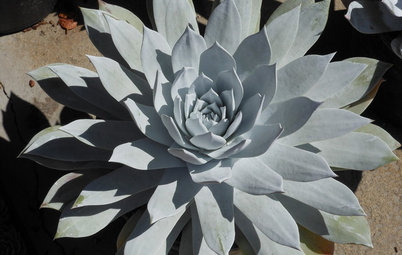 Great Design Plant: Dudleya, a Dramatic California Native