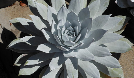 Great Design Plant: Dudleya, a Dramatic California Native