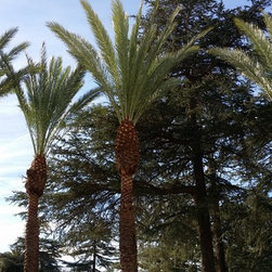 Palm trim and clean up - Products