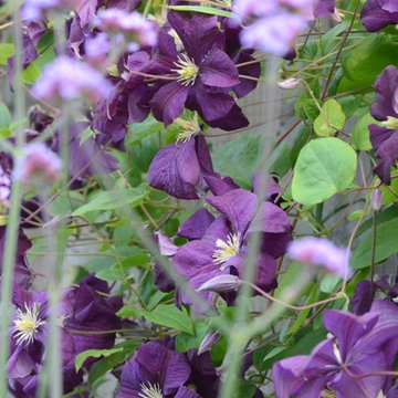 Large town garden
