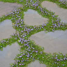 Landscaping front yard