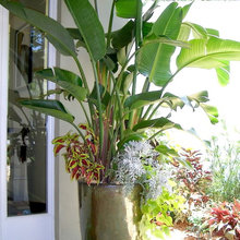 Planter Plants
