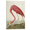 "Flamingo, from 'The Birds of America' " by John James Audubon, 40x26x1.5"